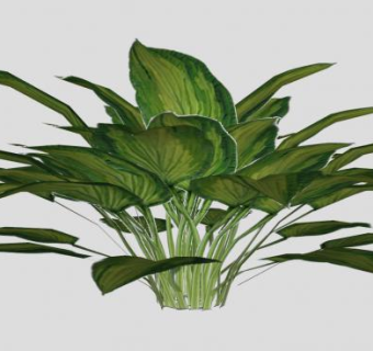 斑叶玉簪属草本植物SU模型下载_sketchup草图大师SKP模型