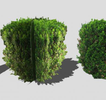 雪松属常绿植物SU模型下载_sketchup草图大师SKP模型