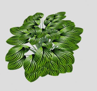 玉簪草本植物SU模型下载_sketchup草图大师SKP模型