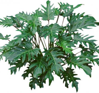 喜林芋属蔓生植物SU模型下载_sketchup草图大师SKP模型