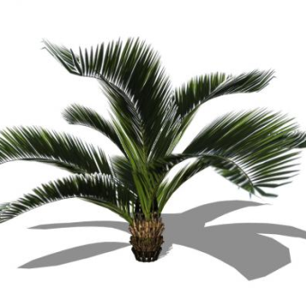 小型观叶棕榈SU模型下载_sketchup草图大师SKP模型