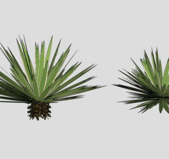 两株多年生植物SU模型下载_sketchup草图大师SKP模型