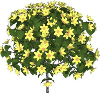 黄花开花灌木SU模型下载_sketchup草图大师SKP模型