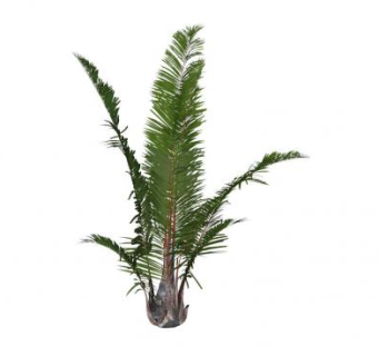 优质棕榈树SU模型下载_sketchup草图大师SKP模型