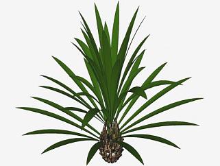 逼真的棕榈树植物SU模型下载_sketchup草图大师SKP模型