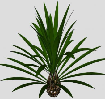 逼真的棕榈树植物SU模型下载_sketchup草图大师SKP模型