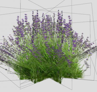 薰衣草香水灌木植物SU模型下载_sketchup草图大师SKP模型