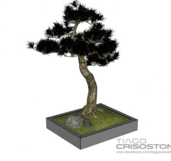 观赏植物盆景SU模型下载_sketchup草图大师SKP模型