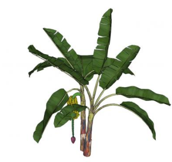 结果实的3D香蕉树SU模型下载_sketchup草图大师SKP模型