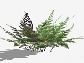 小型常绿蕨类植物SU模型下载_sketchup草图大师SKP模型