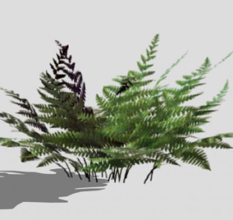 小型常绿蕨类植物SU模型下载_sketchup草图大师SKP模型