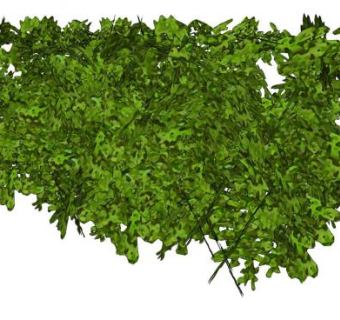 书带木属植物SU模型下载_sketchup草图大师SKP模型