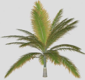 观赏植物棕榈SU模型下载_sketchup草图大师SKP模型