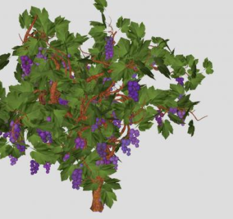 结葡萄的葡萄滕树SU模型下载_sketchup草图大师SKP模型