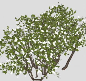白色开花灌木植物SU模型下载_sketchup草图大师SKP模型
