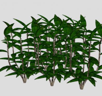 木本直立灌木SU模型下载_sketchup草图大师SKP模型