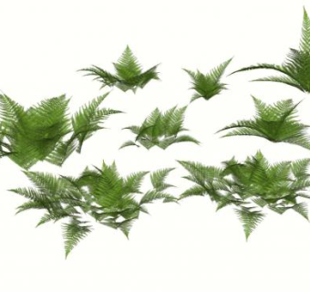 多处蕨类植物SU模型下载_sketchup草图大师SKP模型