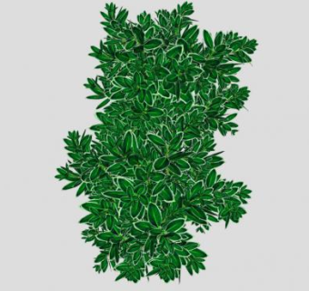 常绿阔叶灌木SU模型下载_sketchup草图大师SKP模型