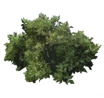 山茱萸科观叶植物SU模型下载_sketchup草图大师SKP模型