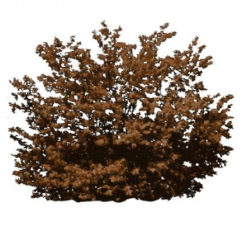 米面翁灌木植物SU模型下载_sketchup草图大师SKP模型