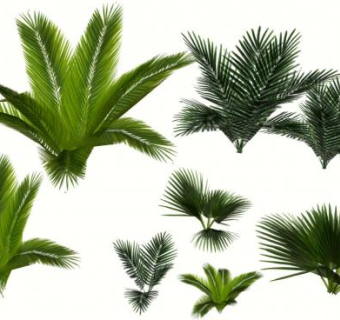 多种棕榈树植物品种SU模型下载_sketchup草图大师SKP模型