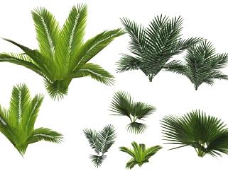 多种棕榈树植物品种SU模型下载_sketchup草图大师SKP模型