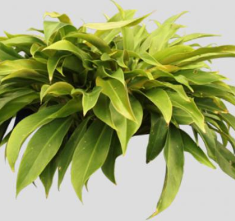 喜林芋蔓生植物SU模型下载_sketchup草图大师SKP模型