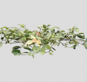 络石属植物SU模型下载_sketchup草图大师SKP模型