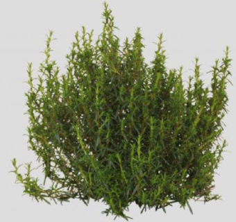 折柄茶属植物SU模型下载_sketchup草图大师SKP模型