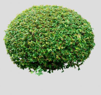 2D修剪灌木丛SU模型下载_sketchup草图大师SKP模型