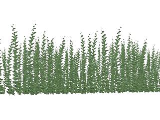 直立生长绿色植物SU模型下载_sketchup草图大师SKP模型