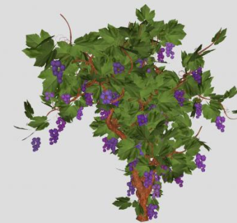 葡萄树木质藤本SU模型下载_sketchup草图大师SKP模型