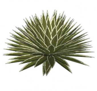 3D观叶灌木SU模型下载_sketchup草图大师SKP模型