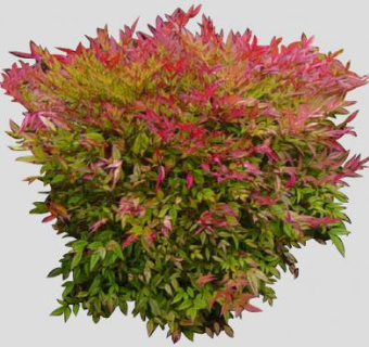 石楠属落叶植物SU模型下载_sketchup草图大师SKP模型