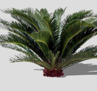 观赏树种苏铁树SU模型下载_sketchup草图大师SKP模型