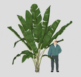 鹤望兰旅人蕉植物SU模型下载_sketchup草图大师SKP模型