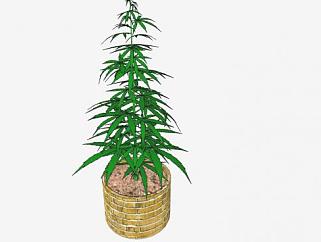 大麻属植物SU模型下载_sketchup草图大师SKP模型