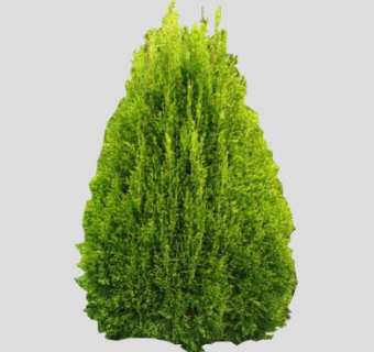 金钟柏针叶乔木SU模型下载_sketchup草图大师SKP模型