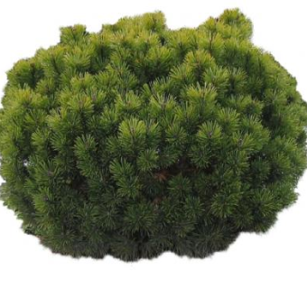 针叶松树植物SU模型下载_sketchup草图大师SKP模型