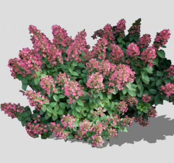 玫红色绣球花植物SU模型下载_sketchup草图大师SKP模型