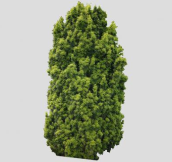 水松树植物SU模型下载_sketchup草图大师SKP模型