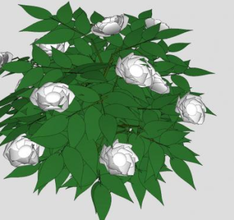 白色牡丹落叶灌木SU模型下载_sketchup草图大师SKP模型