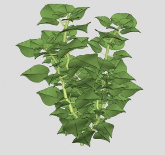 直立阔叶植物SU模型下载_sketchup草图大师SKP模型