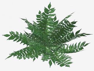 3D观赏<em>蕨类植物</em>SU模型下载_sketchup草图大师SKP模型
