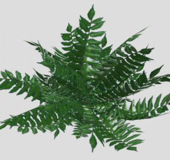 3D观赏蕨类植物SU模型下载_sketchup草图大师SKP模型