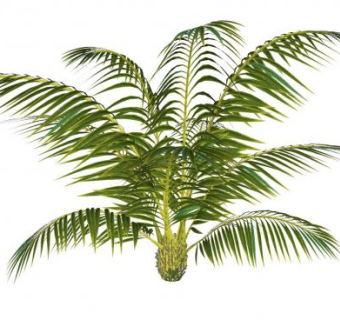 棕榈科类植物SU模型下载_sketchup草图大师SKP模型