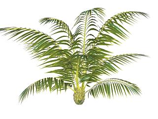 棕榈科类植物SU模型下载_sketchup草图大师SKP模型