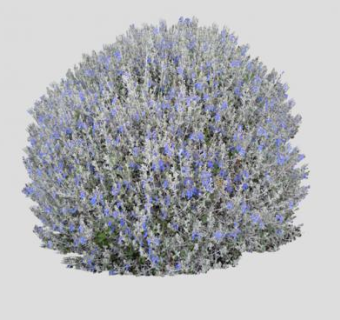 水果兰常绿灌木SU模型下载_sketchup草图大师SKP模型