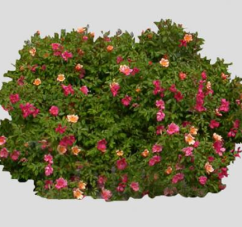 木芙蓉灌木植物SU模型下载_sketchup草图大师SKP模型