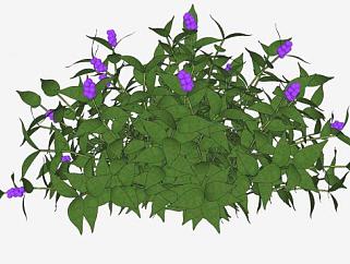 <em>紫色</em>开花灌木植物SU模型下载_sketchup草图大师SKP模型